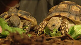 Kan een schildpad zonder schild?