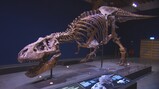 Een groot skelet van een T-Rex
