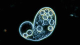 Zijn cellen na te maken?: Een levende cel bestaat uit niet-levend materiaal