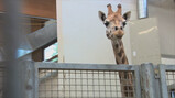 Giraffe op transport: Hoe worden dieren vervoerd?