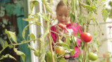 Hoe kweek je tomaten?