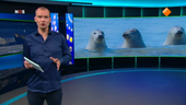 NOS Jeugdjournaal