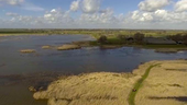 Vroege vogels