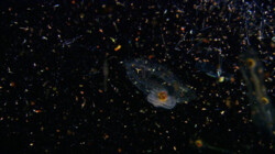 Wat is plankton?: Dierlijk en plantaardig plankton