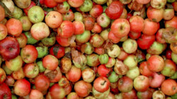 Wat voor appels zitten er in appelsap?: Honderd soorten gedeukte appels