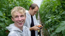 Hoe worden tomaten voor op je sandwich gekweekt?: Speciale tomaten waardoor je broodje niet klef wordt
