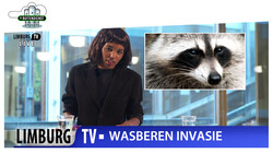 De Buitendienst: Weg met de wasbeer?!