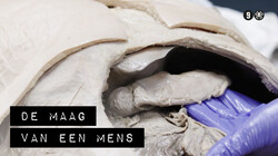 De Binnendienst: De maag van een mens