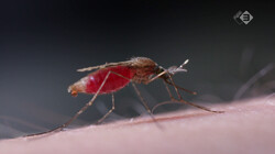 Gezien vanonder de huid: hoe zuigt een mug bloed?: Haarvaatjes prikken met een flexibele steeksnuit