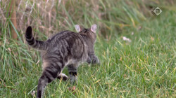 Waar hangt je kat uit als hij buiten is?: De huiskat als roofdier