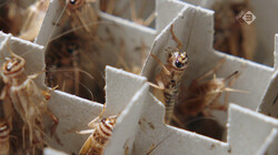 Hoe worden krekels gekweekt?: Voedzame insecten als bron van eiwitten
