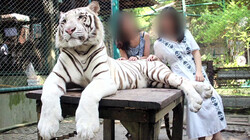Is het oké om selfies te maken met dieren?: Dierenleed door wildlife selfies