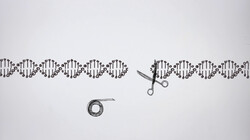 Knippen en plakken in het DNA: Wat is CRISPR-Cas?