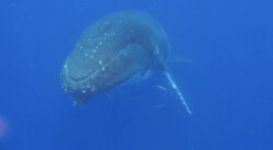 Je kan aan zijn oorsmeer zien hoe oud een walvis is: Is het snugger of kletspraat?