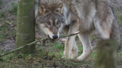 Wolven werken samen met raven: Is het snugger of kletspraat?