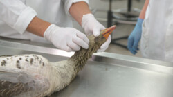 Hoe maakt een gans geluid?: De snijtafel