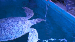 Wat eet een schildpad?: Elbert voert een schildpad van 1,5 meter