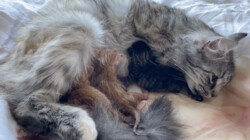 Geboorte van kittens: De poes van Rachel krijgt kittens