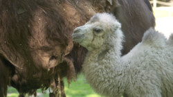 Pasgeboren kameel: Op kraambezoek