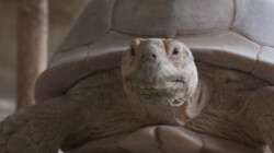 Poep van een sporenschildpad: Drol onderzoeken op ziektes
