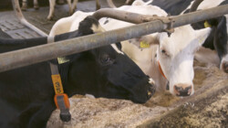 Hoe check je een koe?: Rachel loopt mee op een leerboerderij