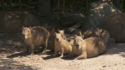 Jonge capibara's: Op kraambezoek