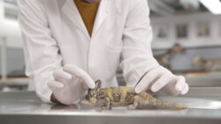 De cloaca van een kameleon: De snijtafel