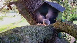 Vroege Vogels in de klas : De steenuil 