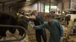 Meelopen met een veearts: Kalfjes onthoornen, bloedtappen bij schapen en koeien inenten
