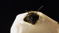 Kunnen we straks beter horen dankzij hommels?: Gehoorimplantaten geïnspireerd op de insectenoren