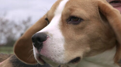 Kunnen honden corona ruiken bij mensen?: Honden als coronatest