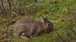 Sterven de wilde konijnen uit?: Hulp voor het wilde konijn