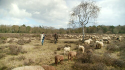 Wat is het nut van schapen?: De tuinmannen van de heide