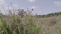 Wat zijn de gevolgen van langdurige droogte?: De impact van hitte op de natuur