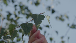 Krijgen we last van hooikoorts in de winter?: Bomen bloeien eerder door klimaatverandering