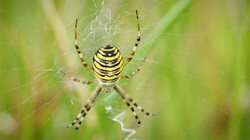 Exotische spinnen in Nederland door klimaatverandering: Minder kruisspinnen, meer nieuwe spinnensoorten