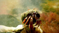 Welk diertje houdt de zee het beste schoon?: De oester of de heremietkreeft