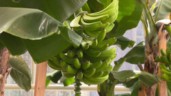 Wordt de banaan met uitsterven bedreigd?: Meer biodiversiteit, minder monocultuur