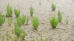 Hoe kan een plantje ons behoeden voor een watersnoodramp?: Kustbescherming door middel van planten