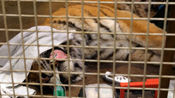 Zijn dierenartsen bang dat een dier tijdens een check-up wakker wordt?: Oog in oog met een tijger