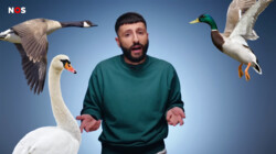 Wat is vogelgriep?: Probleem voor pluimveehouders