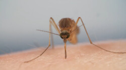 Zijn muggen nuttig?: Als voedsel voor andere dieren