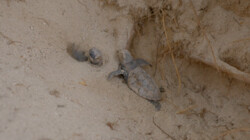 De toekomst van de zeeschildpad: Beschermers helpen jonge schildpadjes een handje