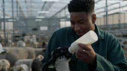 Lammetjes in de winter?: Deze schapen maaien het gras in Rotterdam