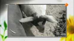 Focus op biologie: Bescherming tegen ziekten