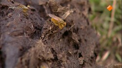 Focus op biologie: Cellen aan de basis