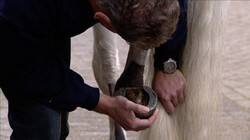 Blessures bij paardrijden: Hoe behandel je ze?