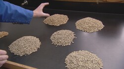Koffie: van grondstof tot product: Blenden, branden, genieten
