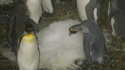 Het pinguïnverblijf: De koningspinguïns leven in de koude klimaatzone