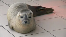 De voors en tegens van zeehondenopvang: Is het redden van zeehondjes wel goed voor de natuur?
